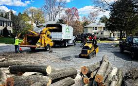 Best Emergency Tree Removal  in Somers, MT