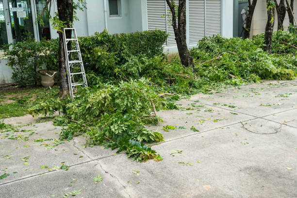 Best Root Management and Removal  in Somers, MT